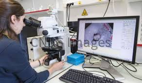 Observation en microscopie 