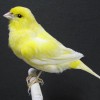 Avatar Idir MELAB
